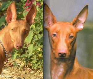 Cirneco and pharaon hound